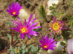 Lampranthus falcatus