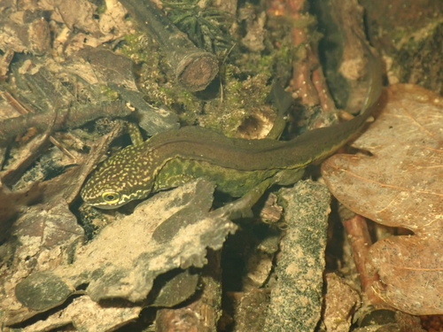 Palmate Newt