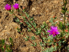 Lampranthus falcatus