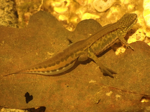 Palmate Newt