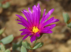 Lampranthus falcatus