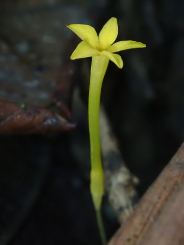 Image of Voyria aphylla by (c) Nolan Exe, some rights reserved (CC BY)