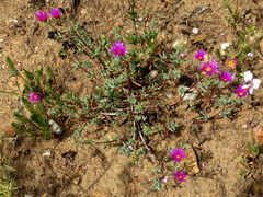 Lampranthus falcatus