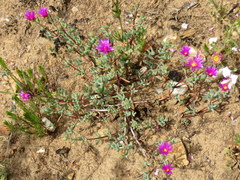 Lampranthus falcatus
