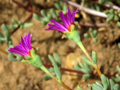 Lampranthus falcatus