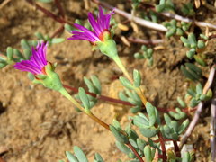 Lampranthus falcatus