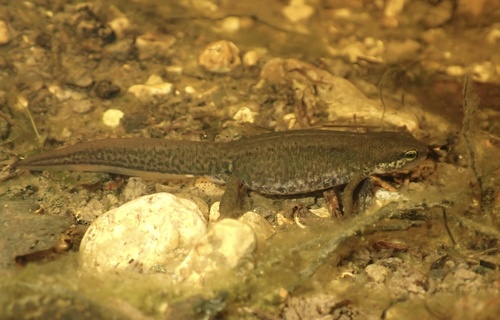 Palmate Newt