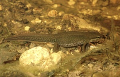 Palmate Newt photo 4