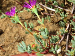 Lampranthus falcatus