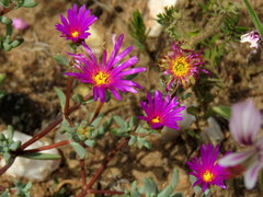 Lampranthus falcatus