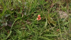 Macroptilium gibbosifolium