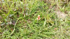 Macroptilium gibbosifolium