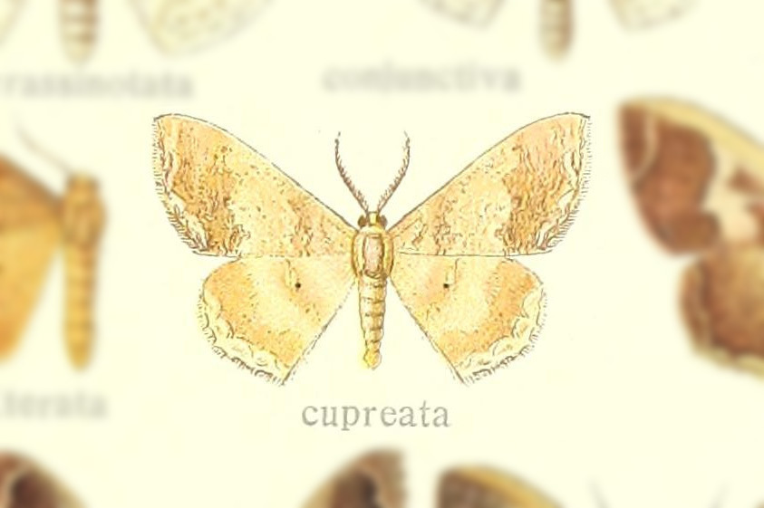 Zythos cupreata