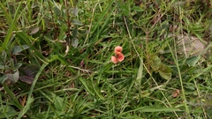 Macroptilium gibbosifolium