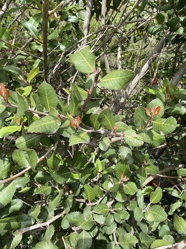 iNaturalist observation photo of lemonade berry
