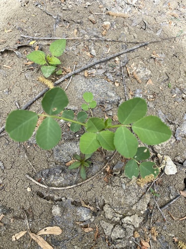 iNaturalist observation photo of Trifolieae