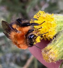 Bombus rubicundus