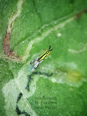 Zagrammosoma latilineatum