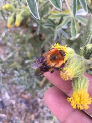 Bombus rubicundus
