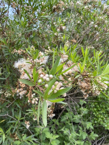 iNaturalist observation photo of mule fat