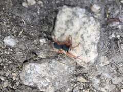 Trachelopachys