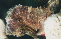 Hippocampus reidi