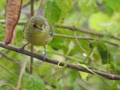 Vireo pallens