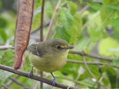 Vireo pallens