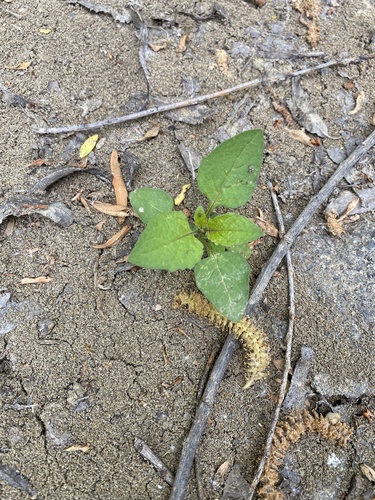 iNaturalist observation photo of nightshade family