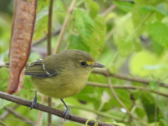 Vireo pallens