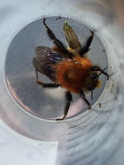 Bombus rubicundus