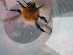 Bombus rubicundus