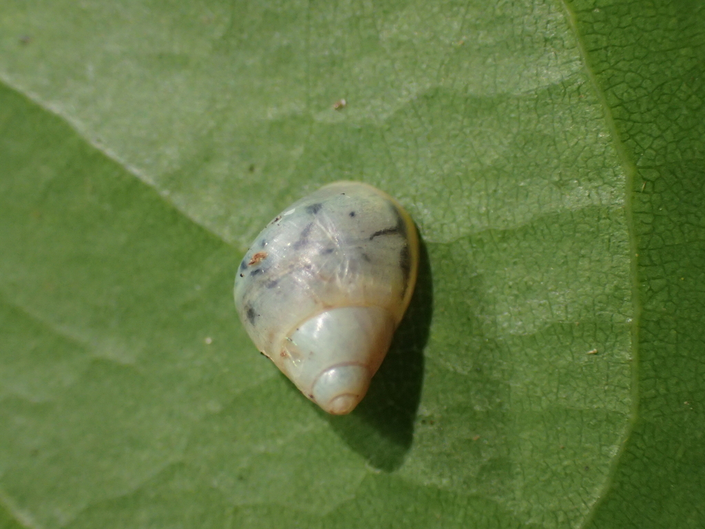 Samoan Tree Snails