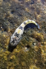 Zebra Clingfish photo 3