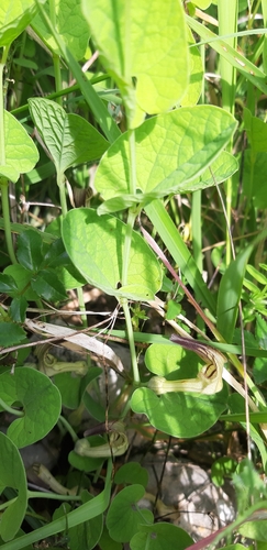 Aristolochia clusii (Aristolochia clusii)