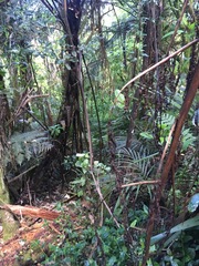 Hedycarya arborea
