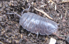 Porcellio laevis