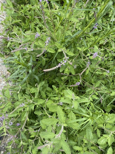 iNaturalist observation photo of western vervain