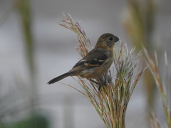 Sporophila morelleti morelleti