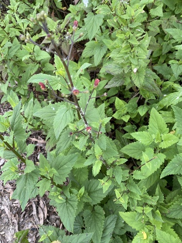 iNaturalist observation photo of California beeplant