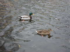 Anas platyrhynchos