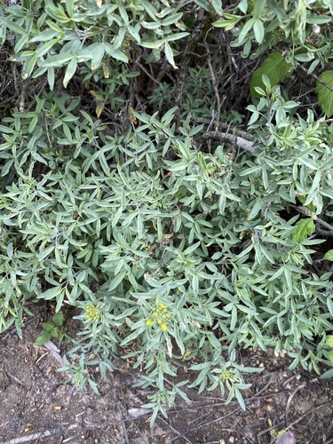 iNaturalist observation photo of Bladderpod