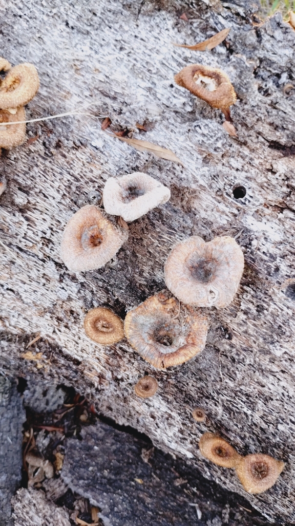 Lentinus crinitus · January 2023 · photo: © luiscapeletti (iNaturalist, cc0)