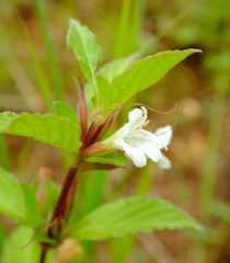 Dyschoriste albiflora image