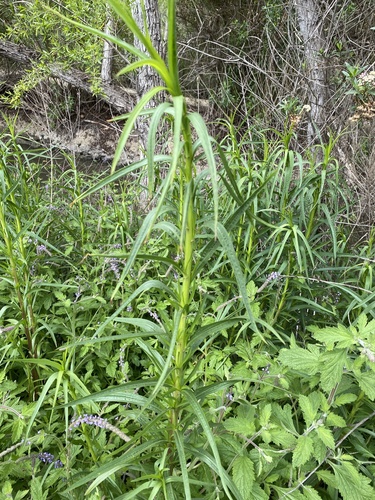 iNaturalist observation photo of Sunflowers, Daisies, Asters, and Allies