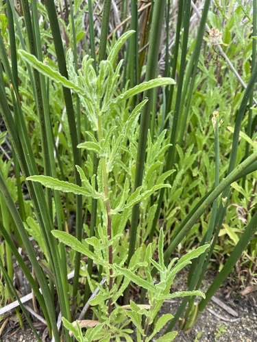 iNaturalist observation photo of Spanish False Fleabane