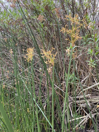 iNaturalist observation photo of California bulrush