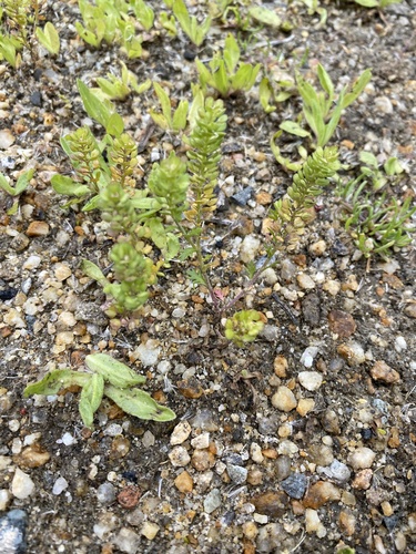iNaturalist observation photo of Upright Pepperweed