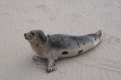 Pagophilus groenlandicus