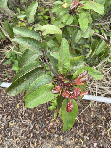 iNaturalist observation photo of laurel sumac